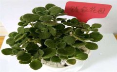 甲醛檢測處理真的有用嗎？