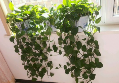 甲醛污染忌視而不見，快給你的新居通通風(fēng)吧！