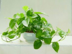 佛山三水順德新房去甲醛的技巧有哪些？